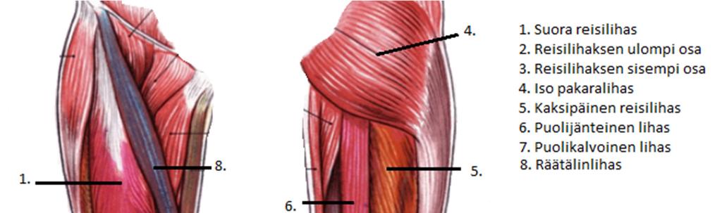 21 KUVA 6. Alaraajan pinnalliset lihakset, mukaillen Anatomy bodychart 2016.