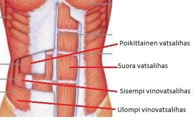 Keskivartalon lihasten (kuva 5) harjoittelu ja vahvistaminen auttavat tukemaan selkärankaa.