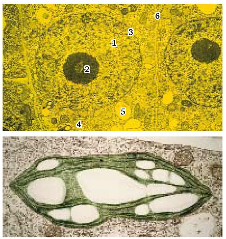 5. Maissin juuren solun TEM-kuva a) Nimeä maissin juuren solun osat 1 6 (TEM-kuva, suurennos 1140 x).