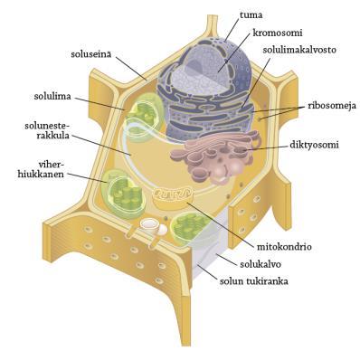 Kasvisolun rakenne Soluseinä Tuma (sis.