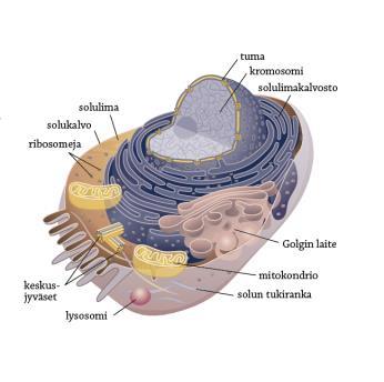 Eläinsolun rakenne Ei soluseinää Tuma (sis.