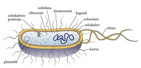 Bakteerisolun rakenne Kapseli Soluseinä Perimä vapaana rihmana solulimassa sekä plasmideissa.