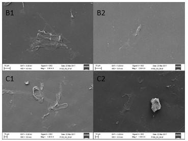 fraktiosta otetut FESEM kuvat. Kuvan mittajana on 10 µm. Kuituanalysaattorin 3. fraktioon kuuluvat massanäytteiden lyhyet kuidut.