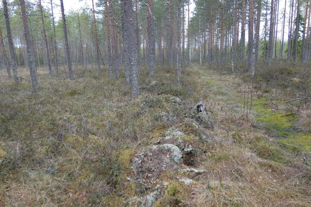Kuva 49. Hankealueen keskelle jätettävä suo, jonka ojat ovat umpeenkasvaneita. Pohjois-Savon ELY-keskuksen antaman YVA-ohjelmalausunnon mukaan nykyiselläänkin Heinjoki tulvii ajoittain.