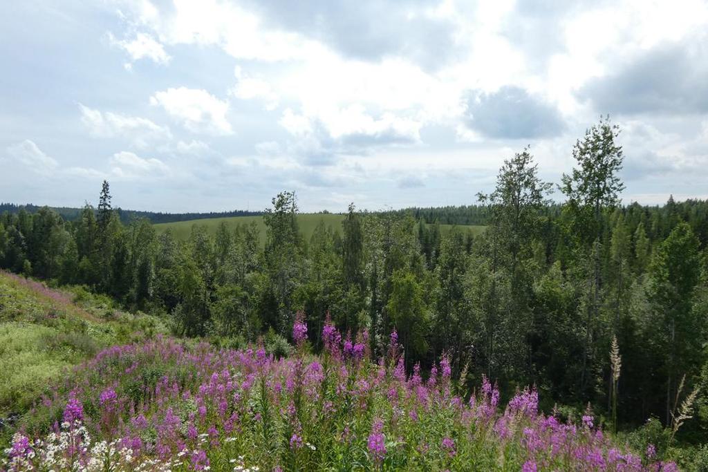 Kuva 29. Näkymä nykyiseltä täyttövallilta hankealueen suuntaan 28.7.