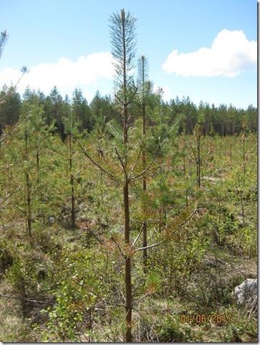 Lievästi vaurioitunut (lk I) Viimeisin