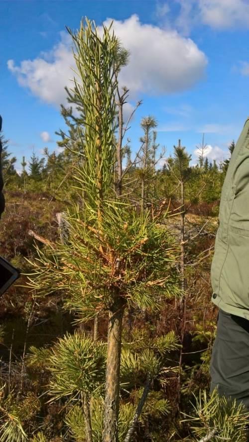 Esimerkkejä vaurioista Lievästi vaurioitunut taimi