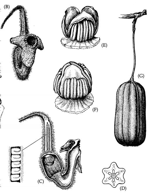 Magnoliidit : Aristolochiaceae Omalaatuisen näköisiä piippuköynnöksiä K (3) C 0 3 A 6 G (4 6) Kukat kuin mätää lihaa: kärpäspölytteisiä Asema ollut pitkään epäselvä mm yksisirkkaispiirteitä mutta