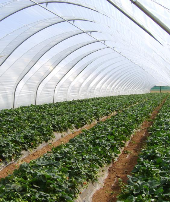 10 Tunneliviljely tarkoittaa kausihuoneviljelyä tunnelinmallisessa kasvihuonetta muistuttavassa rakennelmassa eli kasvutunnelissa.