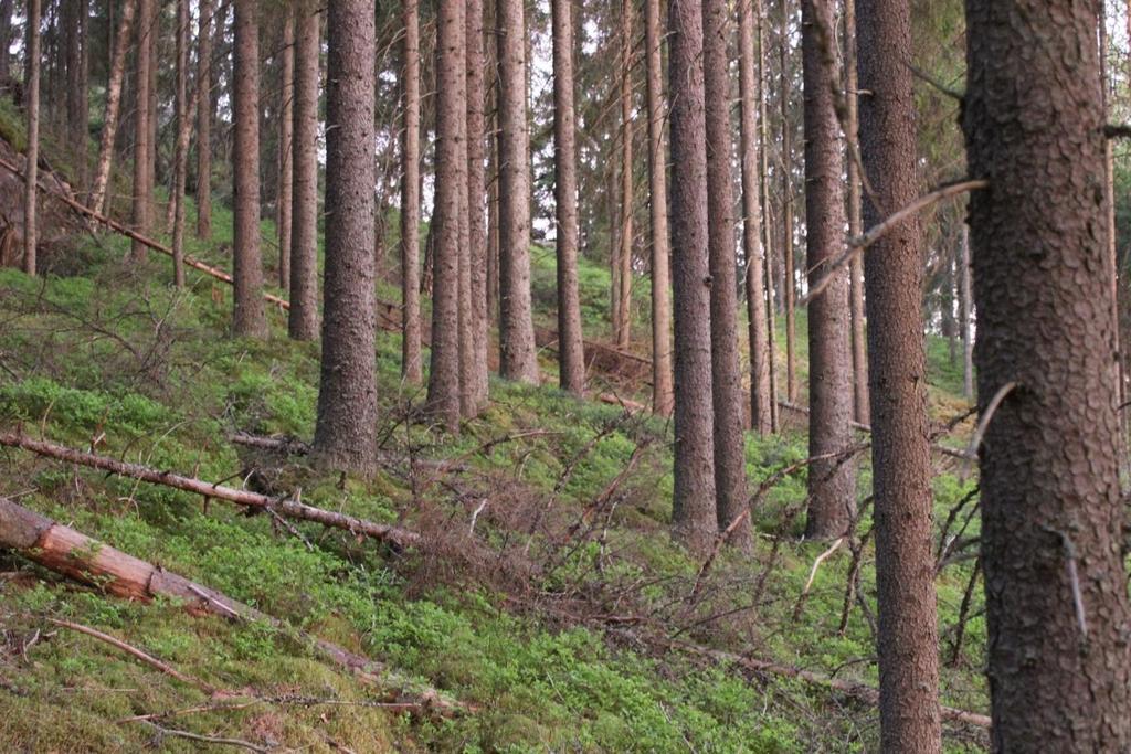 Haukkakorvenmäen luontoselvitys Salo 4.9.