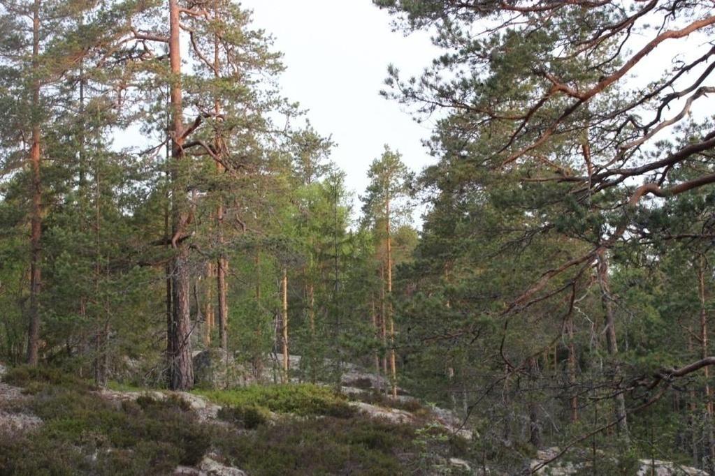 Kenttäkerroksessa kasvaa kanervaa, metsälauhaa ja vähän puolukkaa ja mustikkaa sekä ketunliekoa.