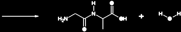 Peptidisidos eli amidisidos liittää proteiinien