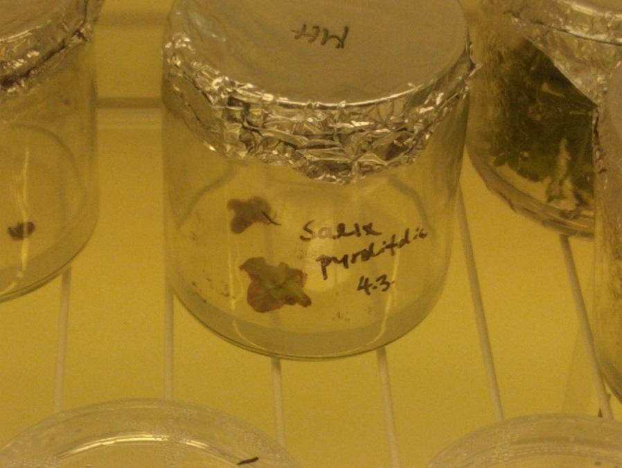 16 Talvikkipaju Salix pyrolifolia o kolme tunnettua esiintymää Suomessa o kasvaa kalkkipitoisilla soilla ja pienvesien varsilla o