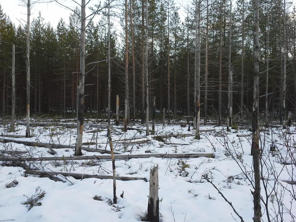 19 Kuva 2. Alajoenkankaan ennallistamispolttoalue. (Kuva: Kari Romppanen). Palo oli saanut aikaan paljon aukkoisuutta alueelle.