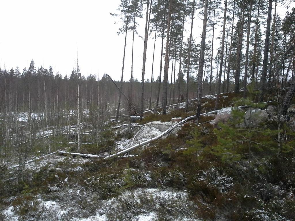 21 Kuva 3. Jokivaarankangas (Kuva: Kari Romppanen). Jokivaarankangas erosi muista polttokohteista karuudellaan. Humuskerros oli monin paikoin palanut kokonaan pois paljastaen kivennäismaan.