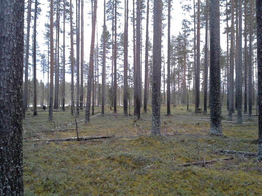 23 Kuva 4. Käsittelemätön metsä Juurkka-ahossa (Kuva: Kari Romppanen). Käsitellyt alueet olivat siis pääasiassa siemenpuuasentoon hakattuja. Eläviä puita oli noin 30 kappaletta hehtaarilla.