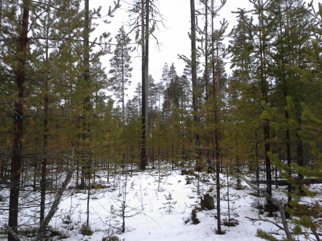 24 Kuva 5. Ennakkokäsitelty metsä Juurikka-ahossa (Kuva: Kari Romppanen). Pidän Juurikka-ahon polttoa onnistuneena kokonaisuutena, vaikka lahopuuta olisi voinut olla enemmän.