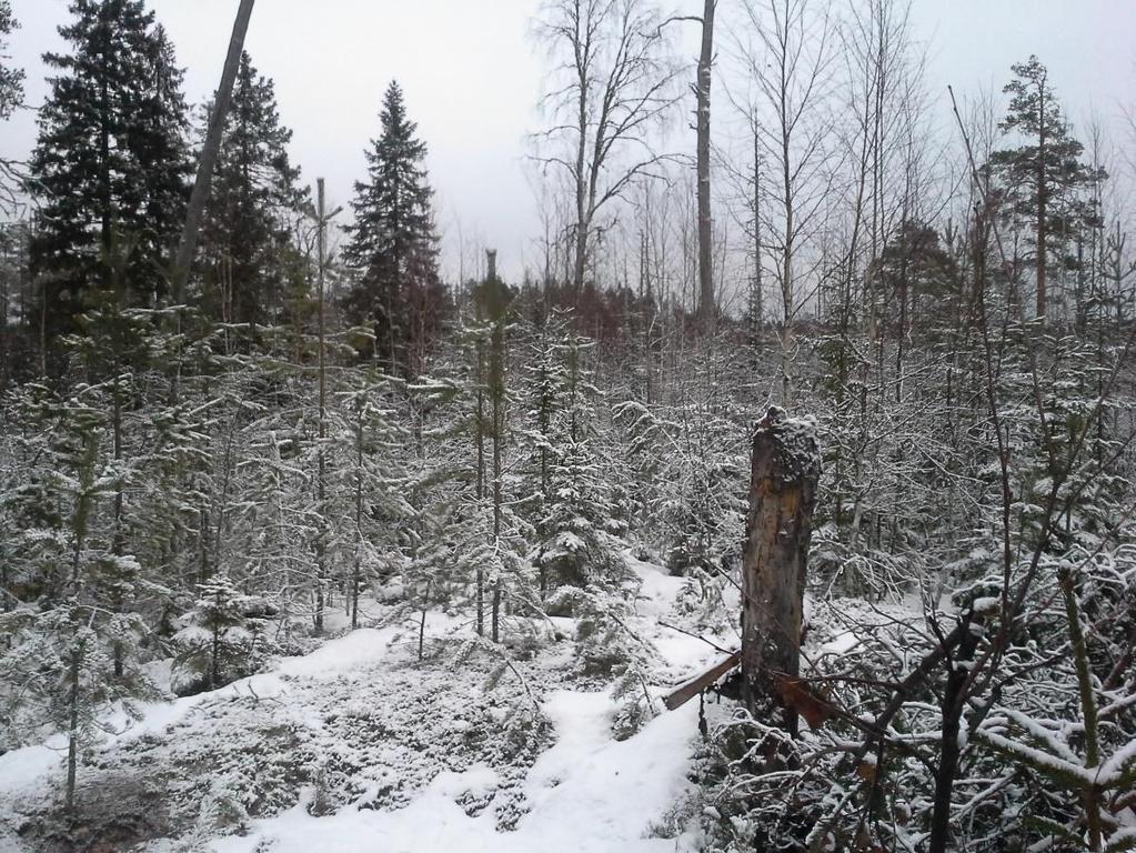 25 Kuva 6. Lahnasuon saareke (Kuva: Kari Romppanen). Lahnasuon saarekkeessa tuli oli tappanut suurimman osan puista alueen keskiosasta.