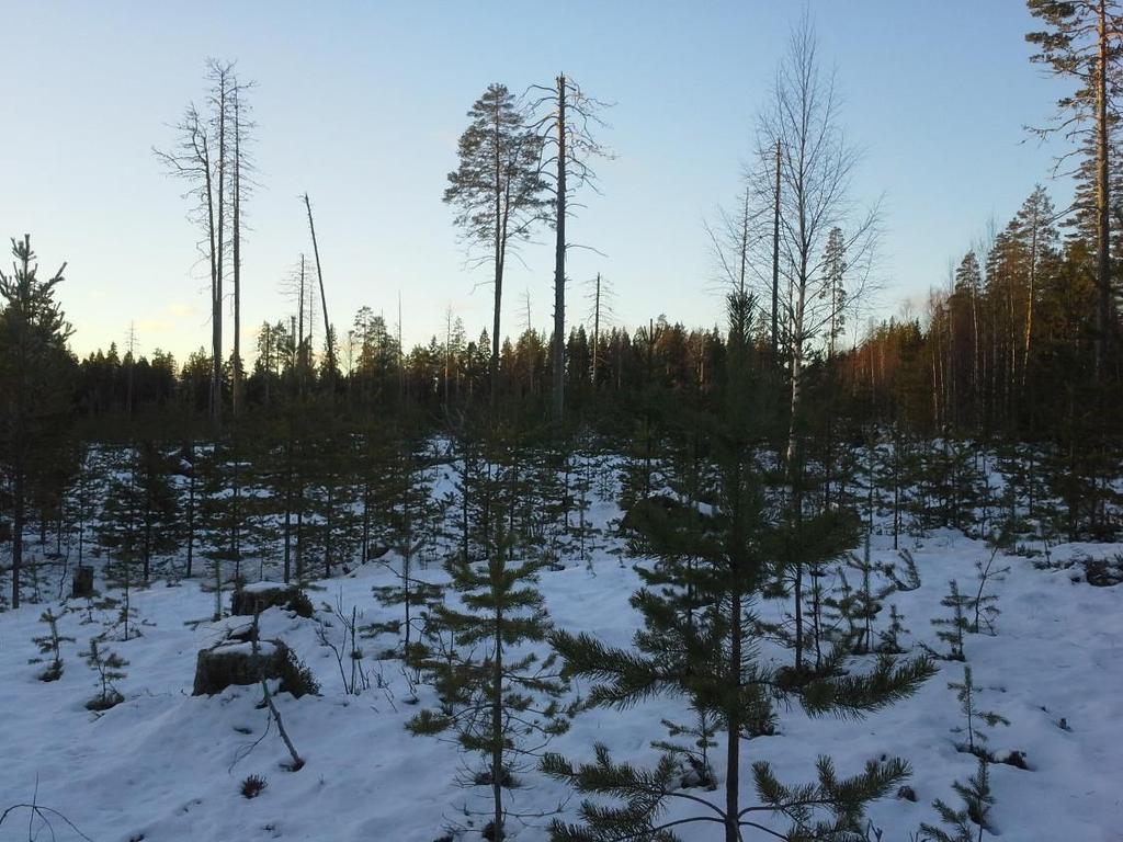 26 7.5 Lahnavaara Lahnavaaran polttokohde sijaitsee Lahnajärven luoteispuolella aivan rajavyöhykettä vasten. Alue on noin 3,5 hehtaarin suuruinen. Alueella oli tehty toimenpiteitä ennen polttoa.