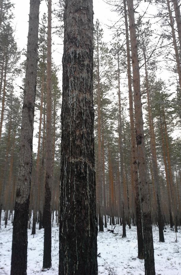 27 Maalahopuuta alueelle oli muodostunut kohtalaisesti 21,6 m³ hehtaarille maalahopuuta, ja lisäksi suuria pystykeloja oli noin 5 kappaletta hehtaarilla.