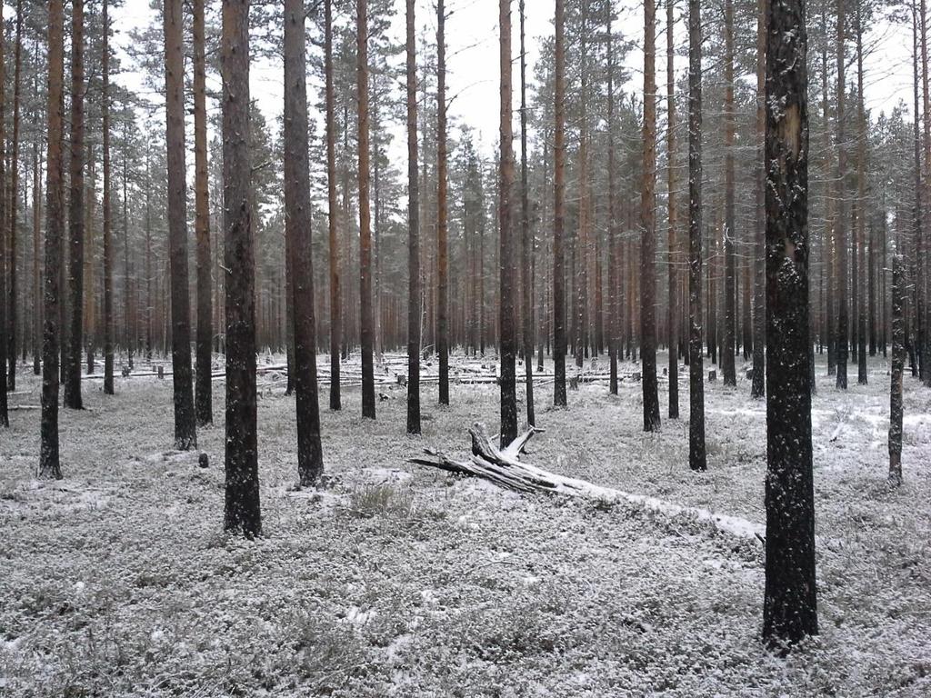 29 Kuva 9. Palokangas (Kuva:Kari Romppanen). Palokankaan ennallistamispolttoalueesta on tullut kaulausten ja hakkuiden myötä hyvin laikukas kuten liitteen 1 ilmakuvasta käy ilmi.