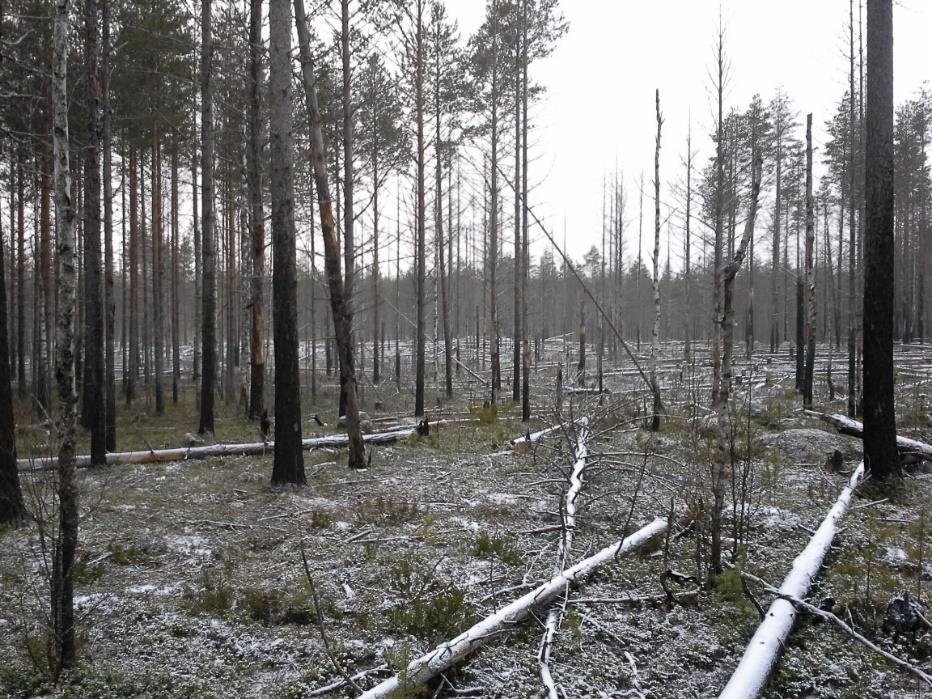30 7.8 Tohlinsuon saareke Tohlinsuon paloalue on suurin tässä tutkimuksessa mukana olleista. Se on 17 hehtaarin suuruinen alue, ja siellä on tehty ennen polttoa pienaukkoja.