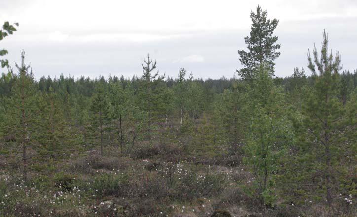 FCG Finnish Consulting Group Oy Vapo Oy KONTTISUON