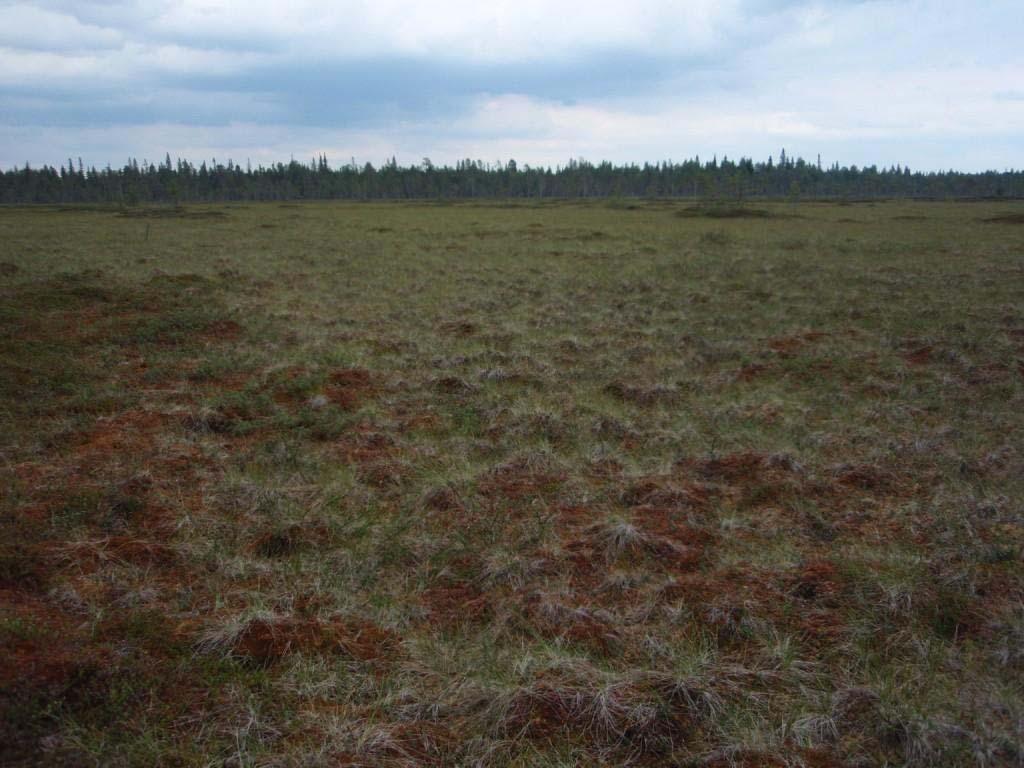 Pienempialaisena esiintyy oligotrofista kalvakkanevaa (OlKaN). Kuva 7.16. Oligotrofista lyhytkorsinevaa (OlLkN) eteläisemmällä osa-alueella.