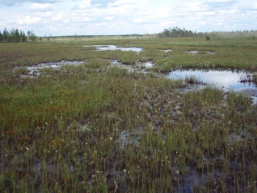 FCG Finnish Consulting Group Oy Ympäristövaikutusten arviointiselostus 75 (96) kasvillisuuden seassa esiintyy mesotrofisia lajeja, kuten siniheinä (Molinia caerulea), rimpivesiherne (Utricularia