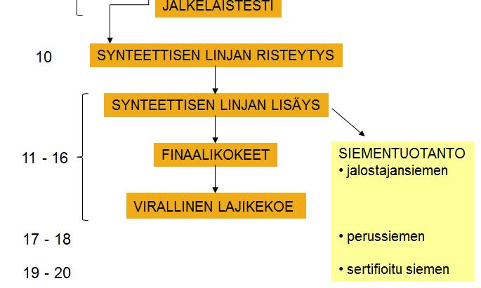 NURMIKASVIT Monivuotisia kasveja Ristipölytteisiä Jalostus hidasta