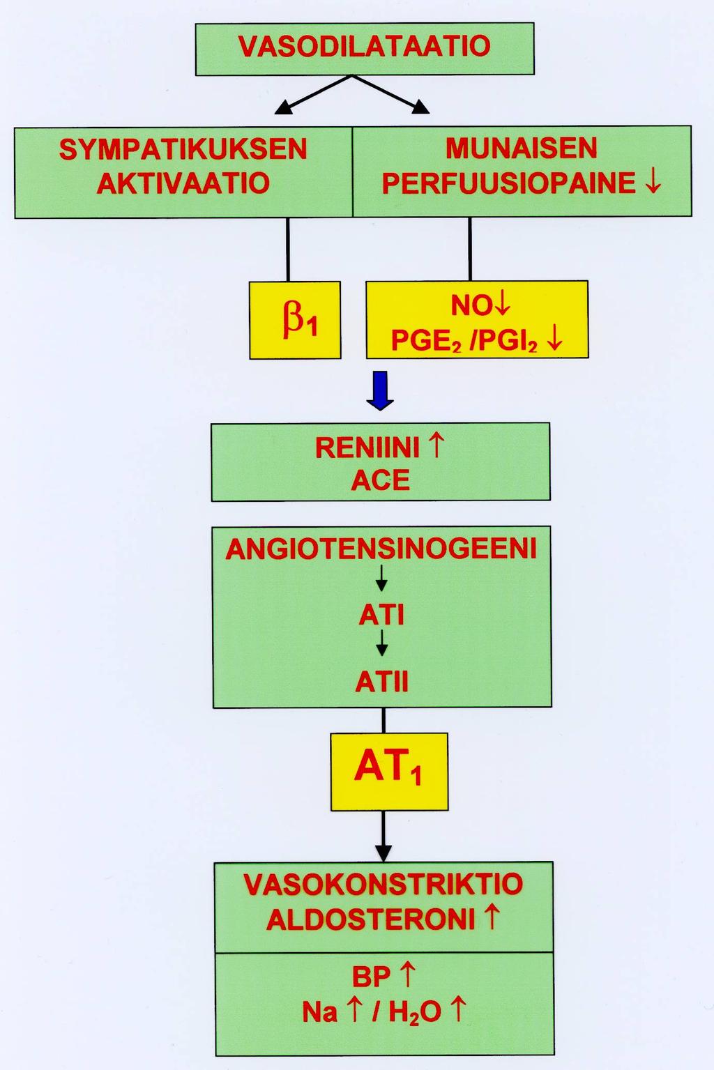 5-HT Normaali sepelvaltimo: vasodilataatio Stabiili angina: vähäinen vasokonstriktio Variantti angina: vasospasmi Reniini- angiotensiinialdosteroni