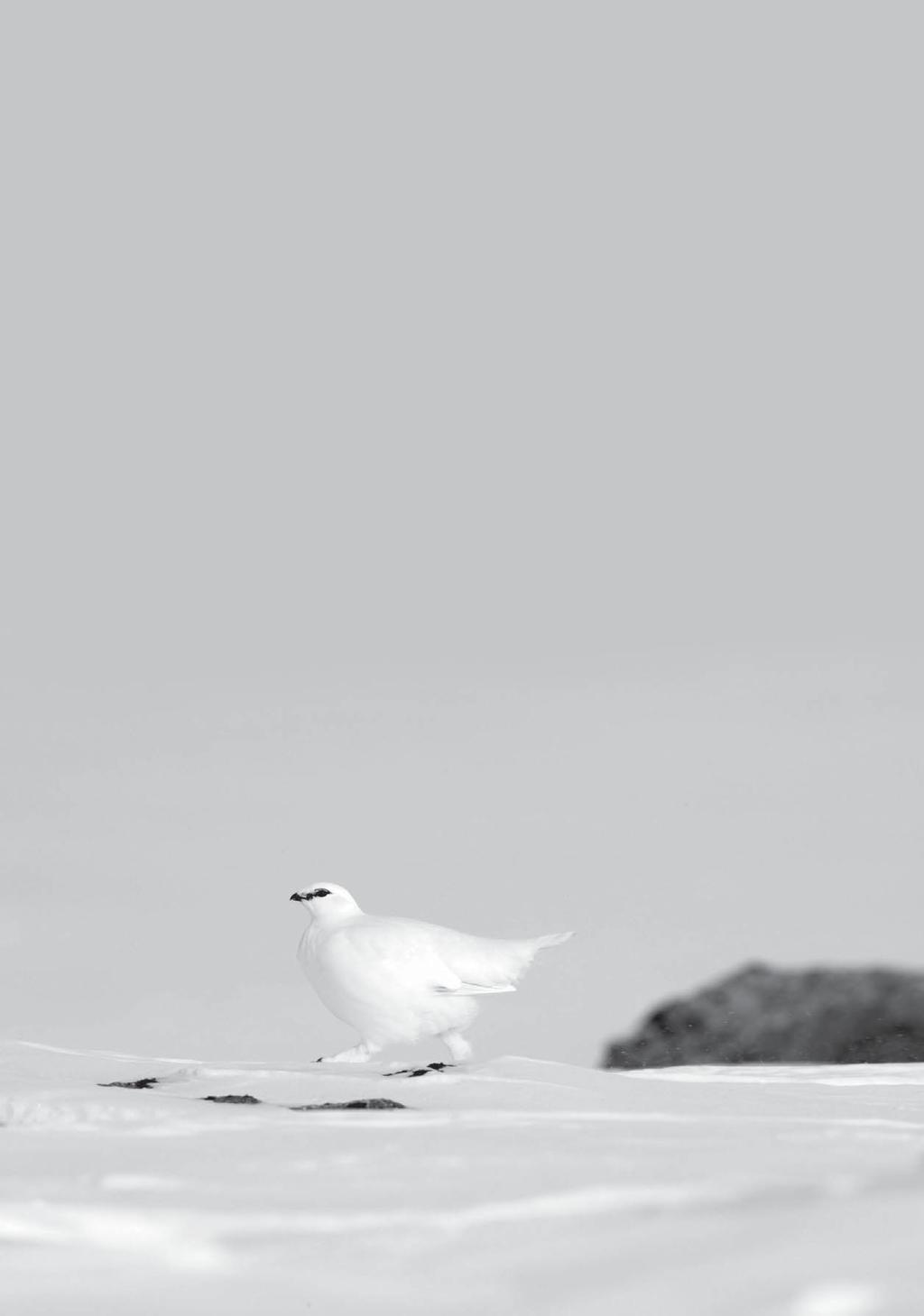 ... Kokeet KATU talvikoe, Utsjoki 29.3.2014 VOI Utsjoki Kokoontumispaikka ilmoitetaan myöhemmin. järj. Lapin kanakoirayhdistys ry Helander Jarmo, Ailigaslammentie 28, 99980 Utsjoki jame@jamenera.com.