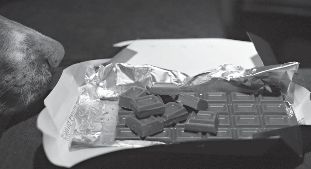 ... Terveys Suklaata sisältävät tuotteet tulisi säilyttää niin, että koira ei pääse niihin käsiksi. Kuva K. Roiha.