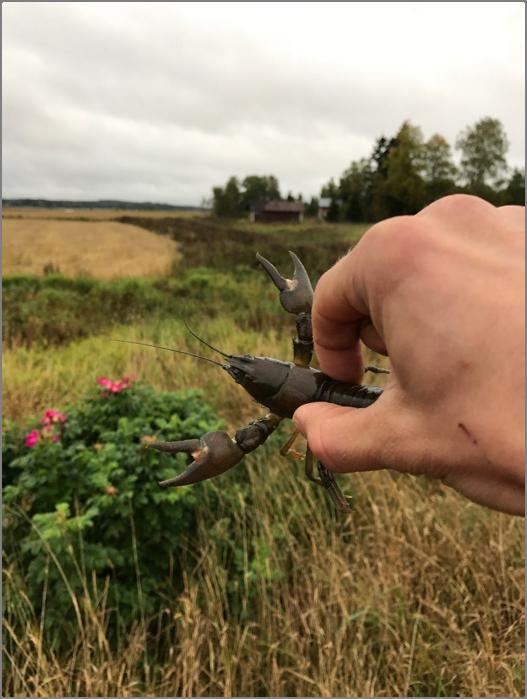 3 TULOKSET 3.1 KOERAVUSTUKSET Koeravustuksissa saatiin saaliiksi ainoastaan kaksi täplärapua (Pacifastacus leniusculus) Övrebyn alueelta (paikka 11) (Kuva 4).
