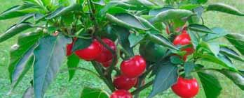 Koristeellinen chililajike ruukkuviljelyyn, sopii myös viljeltäväksi hedelmien tuotantovaiheessa myytäväksi patiovihannekseksi. 100 s.