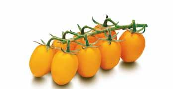 Hinnat alv 0 % Kasvihuonevihannekset A1-0929 Organza (DRK 916) HR ToMV/Ff:1-5/Fol:0,1/For/Va/Vd/Si Oranssit, pitkänomaiset hedelmät, joiden paino on 75 80 g.