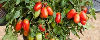 5 g 15,50 A1-0896 Culina HR ToMV/Ff:1-5/Fol:0,1/For/Va/Vd/Si Satoisa, kirkkaan punaisia ja 110 130 g painavia hedelmiä tuottava maku tomaattilajike.