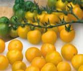 Myös sisustaltaan voimakkaanpunaisten hedelmien antioksidanttipitoisuus on suuri. Tuettava runkotomaattilajike. 100 s. 44,00 A1-0905 Selandia Imp.