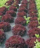 142,50 LOLLO ROSSA A1-0787 Revolution Voimakkaan punainen lajike, joka värittyy erinomaisesti kasvihuoneessa myös korkeissa lämpötiloissa. Resistentti lehtihomekannoille Bl: 16, 19, 21, 23, 32. 5.