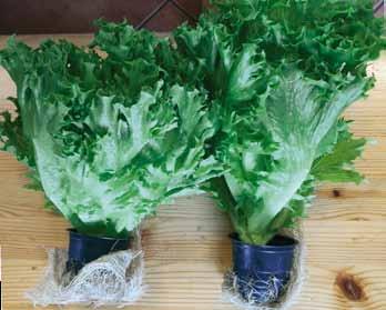 Hinnat alv 0 % Salaattivihannekset ja yrttimausteet Frillice ja Danstar samanaikaisesta kylvöerästä ja samoissa viljely olosuhteissa viljeltynä.