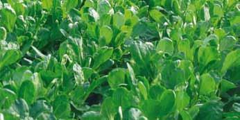 Hinnat alv 0 % Salaattivihannekset ja yrttimausteet VUONANKAALI (Valerianella locusta) Vuonankaalia myydään myös mache tai mache-salaatti -nimillä.