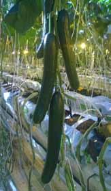Satoisa, myös aikainen satotuotto on korkea. Vahvakasvuinen taimi jaksaa tuottaa tasaisesti satoa pitkänkin viljelykauden ajan. Sopii viljeltäväksi sekä alaslasku- että sateenvarjoleikkaustekniikalla.