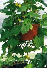 Lehtien hillityn koon ansiosta lajikkeen voi istuttaa muita normaalilajikkeita tiiviimmin, jolloin kasvihuonealan hyötykäyttö tehostuu.