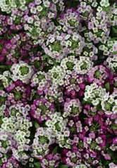 Koristekasvit Hinnat alv 0 % Clear Crystal Mixture LOBULARIA MARITIMA TUOKSUPIELUS Snow Crystal Easter Bonnet Mix Noin 1.800 2.500 s.