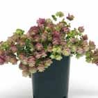 Raikkaan vaaleanvihreiden lehtien ja roosan väristen kukkien ohella koristearvoa lisäävät roosaksi värittyvät verholehdet. Itää valossa, siemeniä ei peitetä. Itämisaika 22 C lämpötilassa 4 5 vrk.