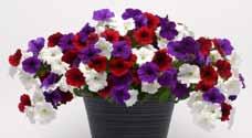Erittäin säänkestävä ja helppohoitoinen, kukkii taukoamatta ilman nyppimistäkin, lakastuneet kukat peittyvät nopeasti uusien alle. Siemenet on pilleröity.