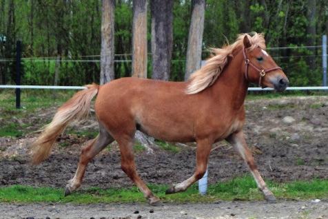 t. Vinkee syntynyt: 25.6.2014 väri: vaaleanpunarautias kasvattaja: Riikka Laitinen, Haapajärvi 6 Varsa on reipas, rehellinen ja ajolle opetettu, synnynnäinen ravuri.