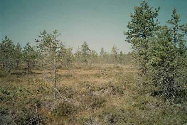 Harjunsuon tutkimus- ja syvyyspisteet.