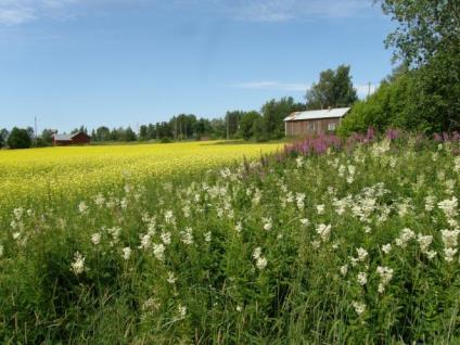 Luonnonkasvillisuuden edut maatalousympäristössä hallittu hoitamattomuus Tarjoaa tuhohyönteisten luontaisille vihollisille elinmahdollisuuksia Toimii puskurina luonnoltaan herkkien alueiden välissä