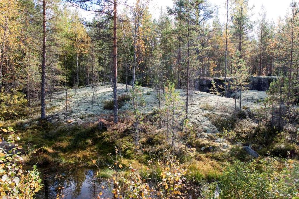 FCG Finnish Consulting Group Oy Mustilankankaan tuulivoimapuiston YVA-ohjelma 35 aluejaossa hankealue sijoittuu Pohjanmaan aapasuo- ja Pohjanlahden rannikon kermikeidassuovyöhykkeiden rajoille